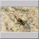 G-Odynerus spinipes w03a beim Nesteintrag einer Larve des Ruesselkaefers.jpg